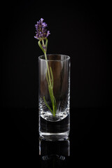 Lavender (Lavandula) plant in a small glass on black background