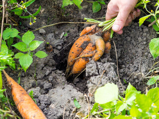 girl pulls out of the ground ugly funny raw carrots