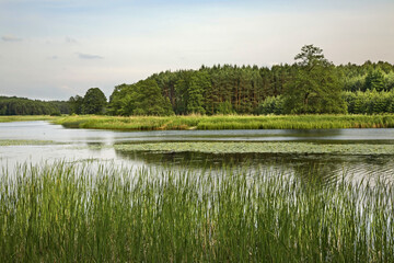 Echo lake near Zwierzyniec. Poland