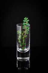 Common lawn weed placed in a shot glass reflecting on black surface