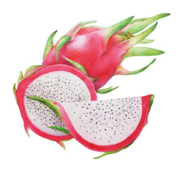 Bright aquarelle dragon fruit realistic illustration