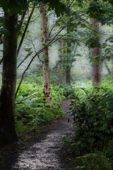 path in the woods