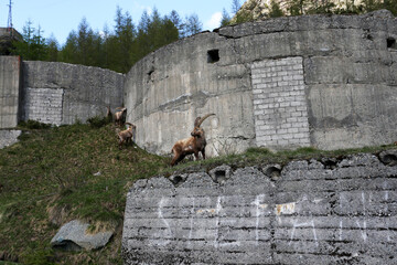 Gli stambecchi di Campomoro