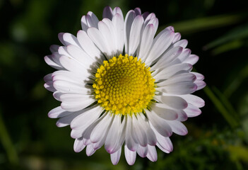 Daisy