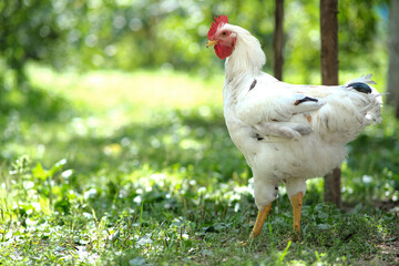Chickens on a background of green grass. A bird is grazing in the yard. Homemade poultry farm for a walk.