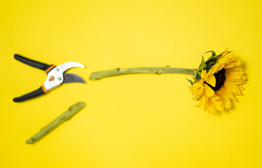 Cut sunflower with garden scissors on yellow background