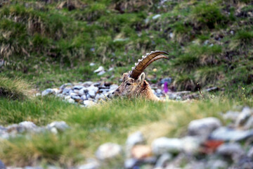 Gli stambecchi di Campomoro