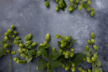 Hop branches on a gray background with space for text . The concept of beer production. Poster.