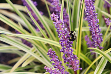 Common eastern bumble bee (Bombus impatiens) perched on purple Liriope spicata ‘Silver Dragon’ flower.  