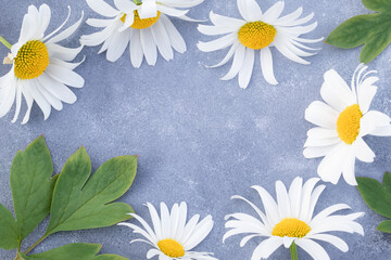 Obraz premium Camomiles close-up on a gray background with space for text. Advertising, postcards. banner.