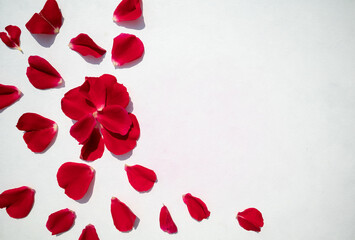 Red rose petals on a white background with space for text. Postcard.