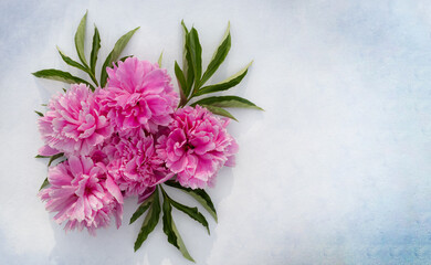 Pink peonies on a light background with space for text. Postcard.