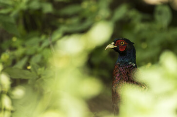 Jagdfasan (Phasianus colchicus) in einem kleinem Waldgebiet in Brandenburg 