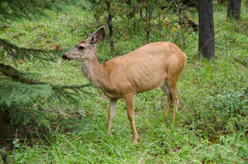 Deer in the forest around Maligne Lake in Jasper in Banff National Park, Alberta, Canada