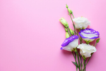 Beautiful white-purple eustoma (lisianthus) flowers in full bloom with green leaves. Bouquet of flowers on a pink background
