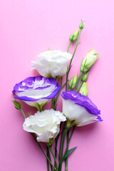 Beautiful white-purple eustoma (lisianthus) flowers in full bloom with green leaves. Bouquet of flowers on a pink background