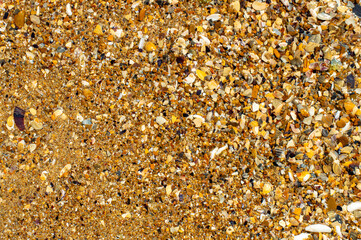 Seashore of multicolored shells. Natural background.
