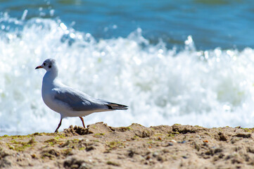 Seagull walking on sandy seashore 