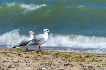 Seagulls walking on sandy seashore 
