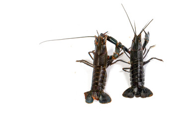 Freshwater Lobster white studio background
