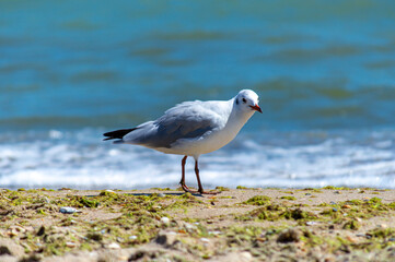 Seagulls walking on sandy seashore 