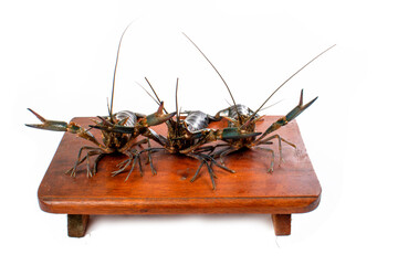 Freshwater Lobster white studio background