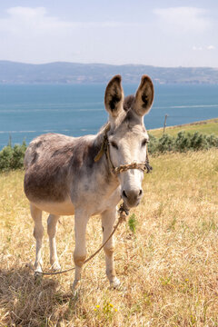 Donkey photos