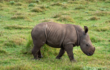 shy white rhino calf on grass