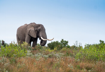 Fototapeta na wymiar Big elephant bull with large tusks stands on a hill