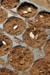 Part of small containers or pots with peat or fertile soil and seeds planted inside