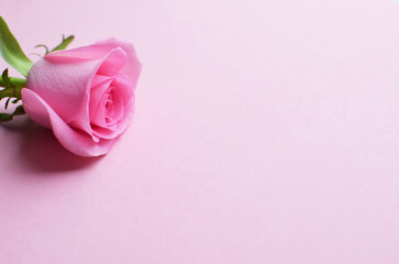 One pink rose on a pink background. Valentine's Day. Copy space.