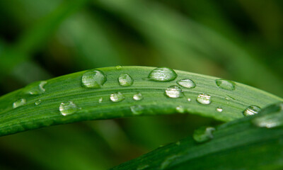 dew on the grass