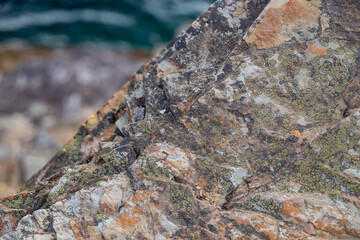 Lichen Crust on Rocks close-up
