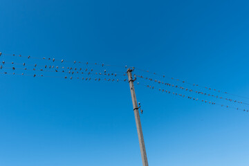 An unusual angle of view of an electric pole with wires, on which there are many tiny birds of swallows against the background of a bright blue sky.