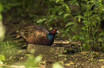 Jagdfasan (Phasianus colchicus)  in einem kleinen Waldstück 