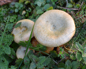 Lactarius deliciosus mushrooms grow in the forest