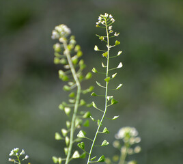 Capsella bursa-pastoris grow in nature