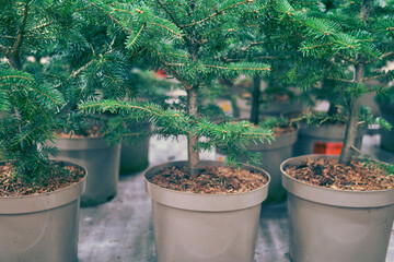 Sale of live grown Christmas trees in pots in the store on New Year Eve