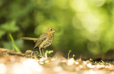 Rotkehlchen, Jungvogel ( Erithacus rubecula) in einem kleinen Waldstück 