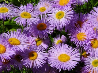 background of flowers