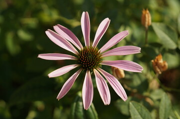 Obraz premium pink flower