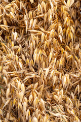 Close-up of dried oat stalks. Background with copyspace. 