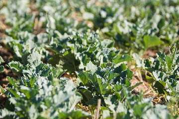 Canola (rapeseed) plant growing in rows during early spring