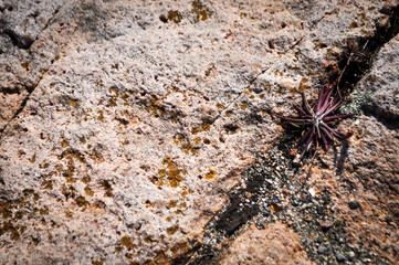 Close-up texture of rock with succulent growing in the wild