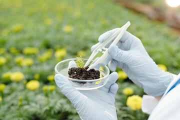 Gloved hands of contemporary scientist putting small sample of green seedling in petri dish with...