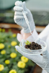 Gloved hands of biological researcher with dropper adding drop of experimental liquid substance...
