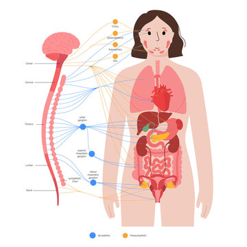 Autonomic nervous system