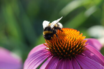 bee on a flower