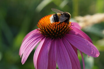 bee on a flower