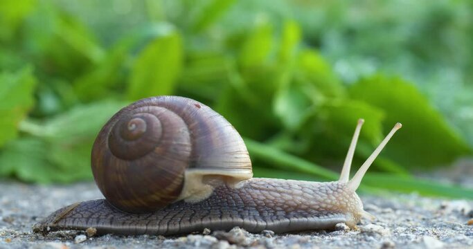 Close-up of a snail crawling on the green surface